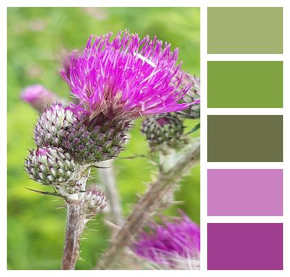 Flower Marsh Thistle Pink Flower Image